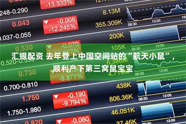 汇银配资 去年登上中国空间站的“航天小鼠”，顺利产下第三窝鼠宝宝